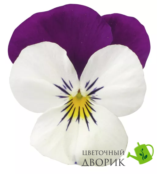 Віола Penny Pro White with Purple Wing New2027 pro-PennyProWhitePurpleWing-1000 фото