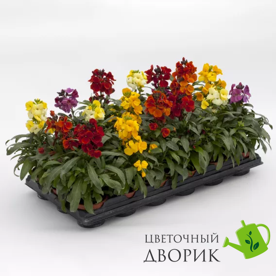 Лакфиоль Sugar Rush Mix pro-laksugrusmix-1000seed фото