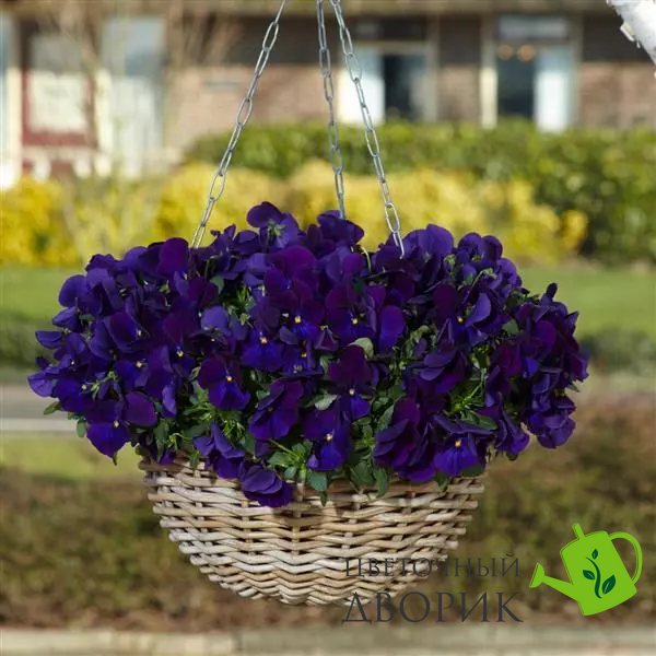 Віола Top Wave Violet pro-TopWaveViolet-100 фото