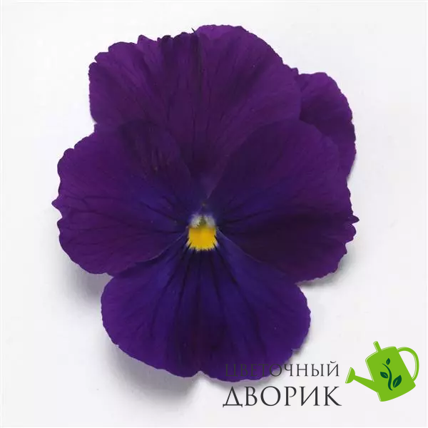 Віола Top Wave Violet pro-TopWaveViolet-100 фото