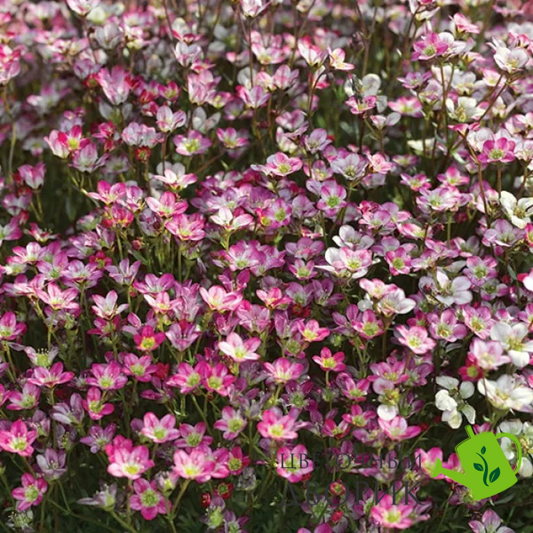 Камнеломка Highlander Rose Shades pro-HighlanderRoseSh-1000 фото