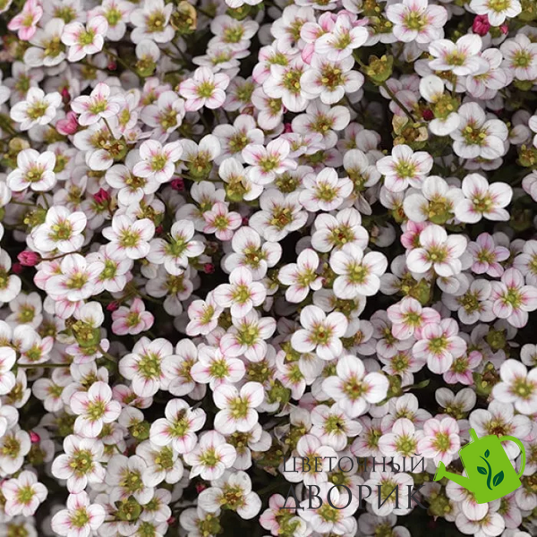 Камнеломка Highlander Rose Shades pro-HighlanderRoseSh-1000 фото
