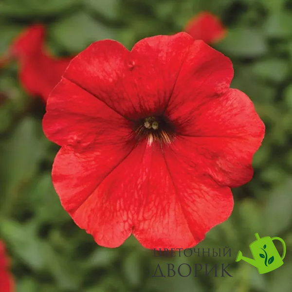 Петунія Damask F1 Red pro-petdamf1red-1000 фото