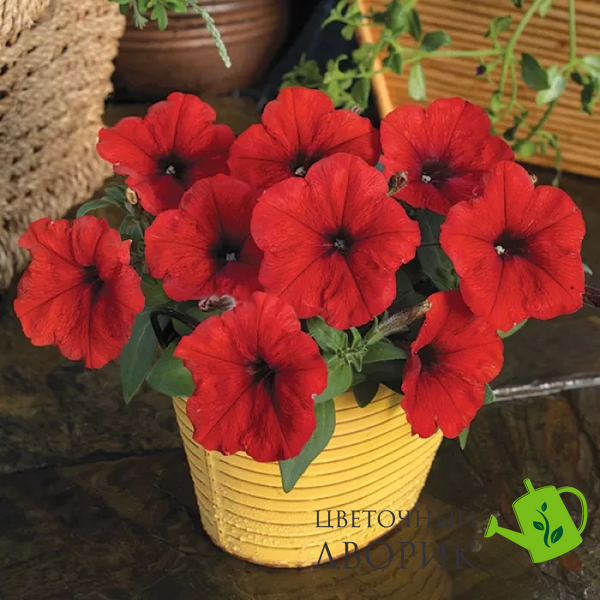Петунія Damask F1 Red pro-petdamf1red-1000 фото