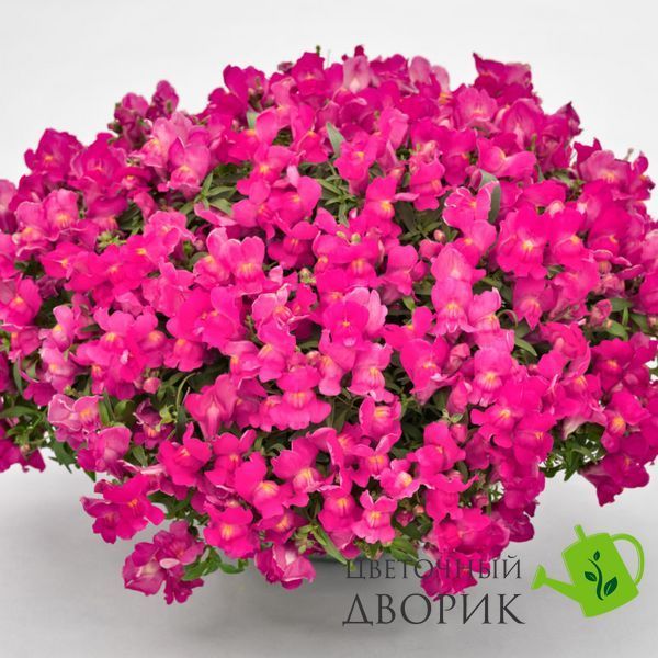 Львиный зев Candy Showers F1 Rose pro-CandyShowersRose-1000 фото