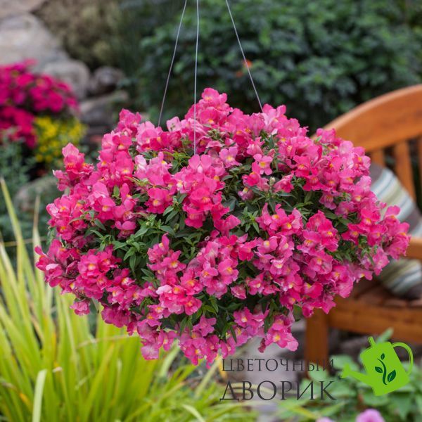 Львиный зев Candy Showers F1 Rose pro-CandyShowersRose-1000 фото