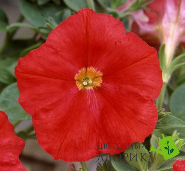 Петуния Trilogy F1 Scarlet pro-TrilogyScarlet-1000 фото