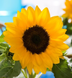 Подсолнух Smiley F1 Smiley pro-SmileyF1Smiley-1000 фото 2