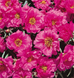 Портулак великоквітковий Sundial Fuchsia pro-SundialFuchsia-1000 фото 2