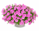 Петуния Opera Supreme F1 Pink OperaSupremePink фото 1