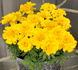 Тагетес Safari Yellow pro-SafariYellow-1000 фото 2