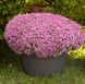 Алісум Wonderland Pink pro-aliwonpinmul-1000 фото 1