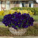 Віола Top Wave Violet pro-TopWaveViolet-100 фото 3