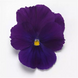 Віола Top Wave Violet pro-TopWaveViolet-100 фото 2