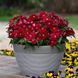 Гвоздика Floral Lace Red pro-gvoflolacred-1000dr фото 2