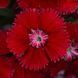 Гвоздика Floral Lace Red pro-gvoflolacred-1000dr фото 1