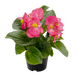Бегония Mega Cool F1 Rose pro-MegaCoolRose-1000 фото 1