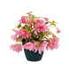 Бегония Funky F1 Light Pink pro-begfunf1ligpin-500 фото 1