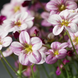 Камнеломка Highlander Rose Shades pro-HighlanderRoseSh-1000 фото 2