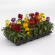 Лакфиоль Sugar Rush Mix pro-laksugrusmix-1000seed фото 2