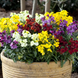 Лакфиоль Sugar Rush Mix pro-laksugrusmix-1000seed фото 1