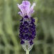 Лаванда Castilliano 2.0 Lilac Castilliano2.0Lilac фото 1