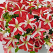 Петунiя Success!360 F1 Red Star pro-Success!360F1RedS-500dr фото 3