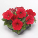 Петунія Damask F1 Red pro-petdamf1red-1000 фото 1