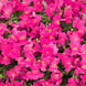 Львиный зев Candy Showers F1 Rose pro-CandyShowersRose-1000 фото 1