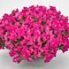 Львиный зев Candy Showers F1 Rose pro-CandyShowersRose-1000 фото 2