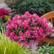 Львиный зев Candy Showers F1 Rose pro-CandyShowersRose-1000 фото 3