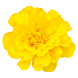 Тагетес Safari Yellow pro-SafariYellow-1000 фото 1