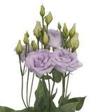 Еустома Alissa 1 Lavender pro-Alissa1Lavender-1000 фото