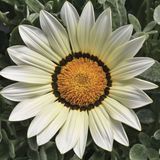 Газанія Frosty Kiss F1 White pro-gazfrokisf1whi-1000 фото