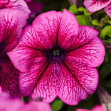 Петунія Eagle F1 Plum Vein EaglePlumVein фото