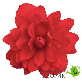 Бегонiя Illumination F1 Scarlet IlluminationScarlet фото
