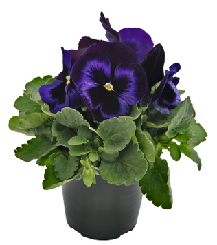 Віола Inspire Plus F1 Blue Velvet pro-vioinspluf1bluvel-500 фото
