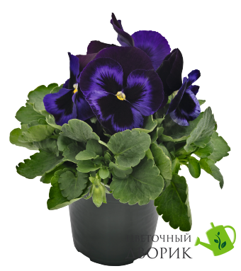 Віола Inspire Plus F1 Blue Velvet pro-vioinspluf1bluvel-500 фото