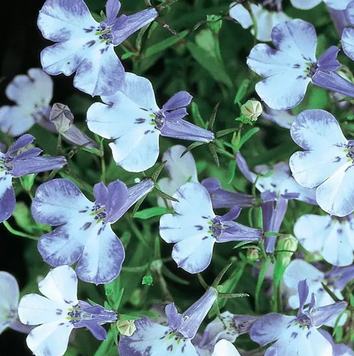 Лобелія Riviera Blue Splash pro-lobrivbluspl-25000 фото