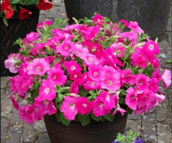 Петунія Trilogy F1 Rose Gen2 TrilogyRose фото