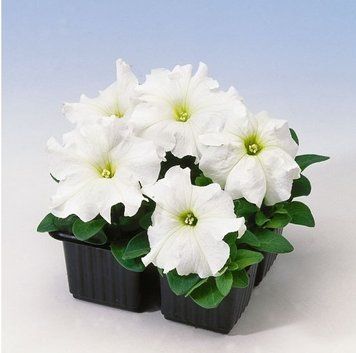 Петуния Tango F1 White pro-TangoWhit-1000dr фото