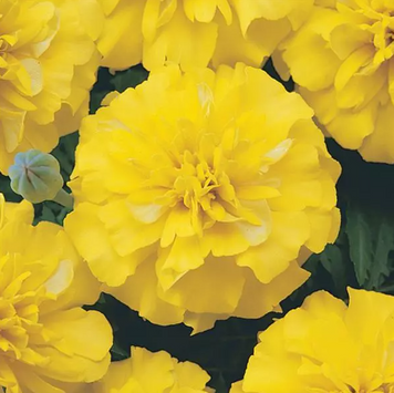 Тагетес Bonanza Yellow BonanzaYellow фото