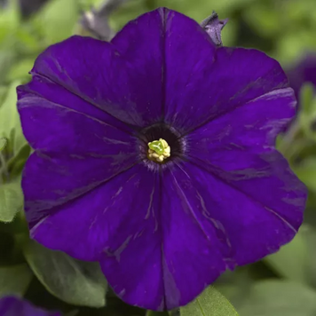 Петуния Picobella F1 Blue pro-petpicf1blu-1000s фото