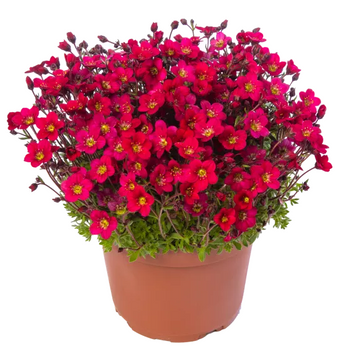 Камнеломка Lofty Dark Rose Shades  pro-kamlofdarshanew202-1000 фото