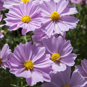 Космос Apollo F1 Pink pro-apollopink-1000 фото