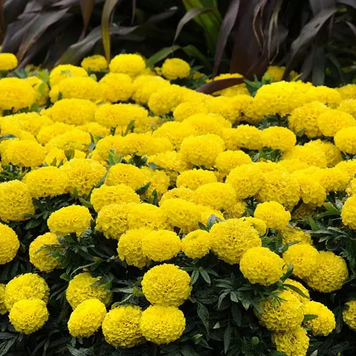 Тагетес Taishan F1 Yellow TaishanYellow фото