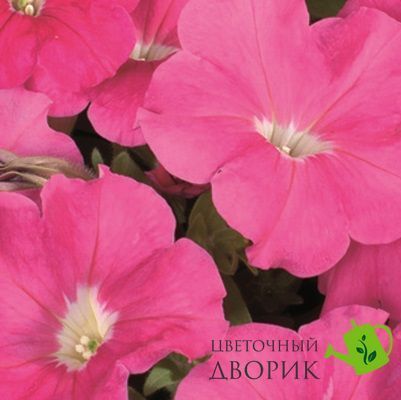 Петунiя Celebrity F1 Salmon pro-CelebritySalm-500dr фото