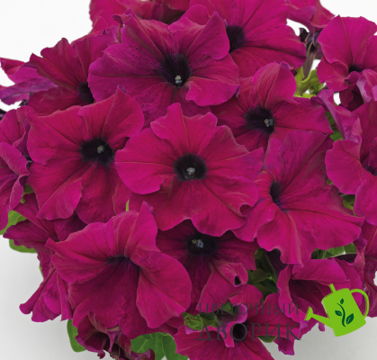 Петуния Success! HD F1 Burgundy pro-petsuchdf1bur-500 фото