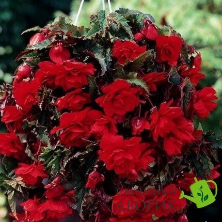 Бегонiя Illumination F1 Scarlet IlluminationScarlet фото