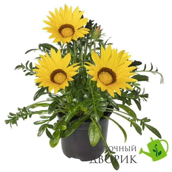 Газания Kiss F1 Yellow KissYellow фото